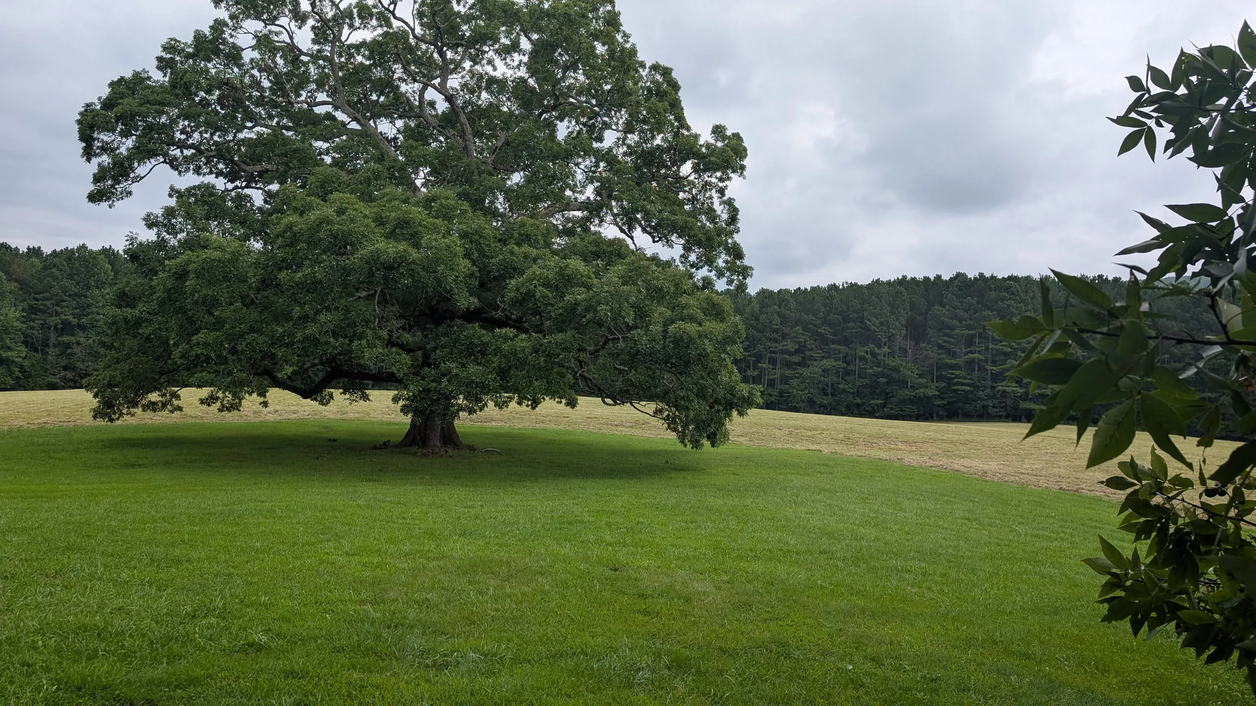 Massive Oak Tree
